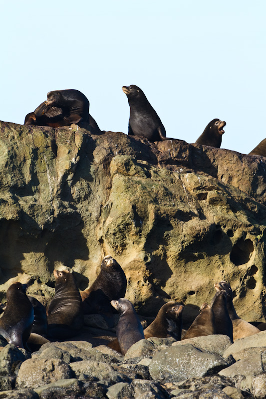 California Sea Lions